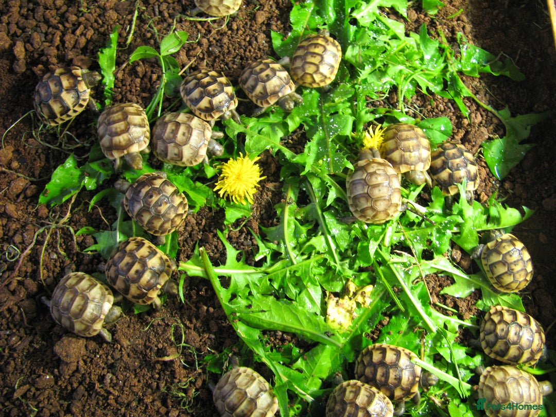 Tortoise reptiles for sale: Baby Hermann & Spur-thigh Tortoises for sale - Image 7