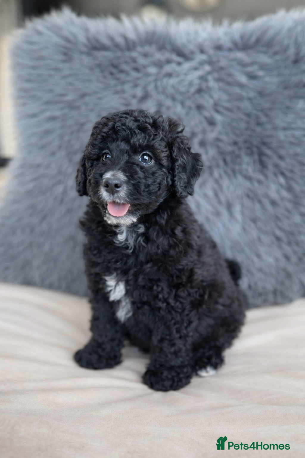 Aussiedoodle dogs Mini Aussiedoodle Pups ❤️ - Advert 3