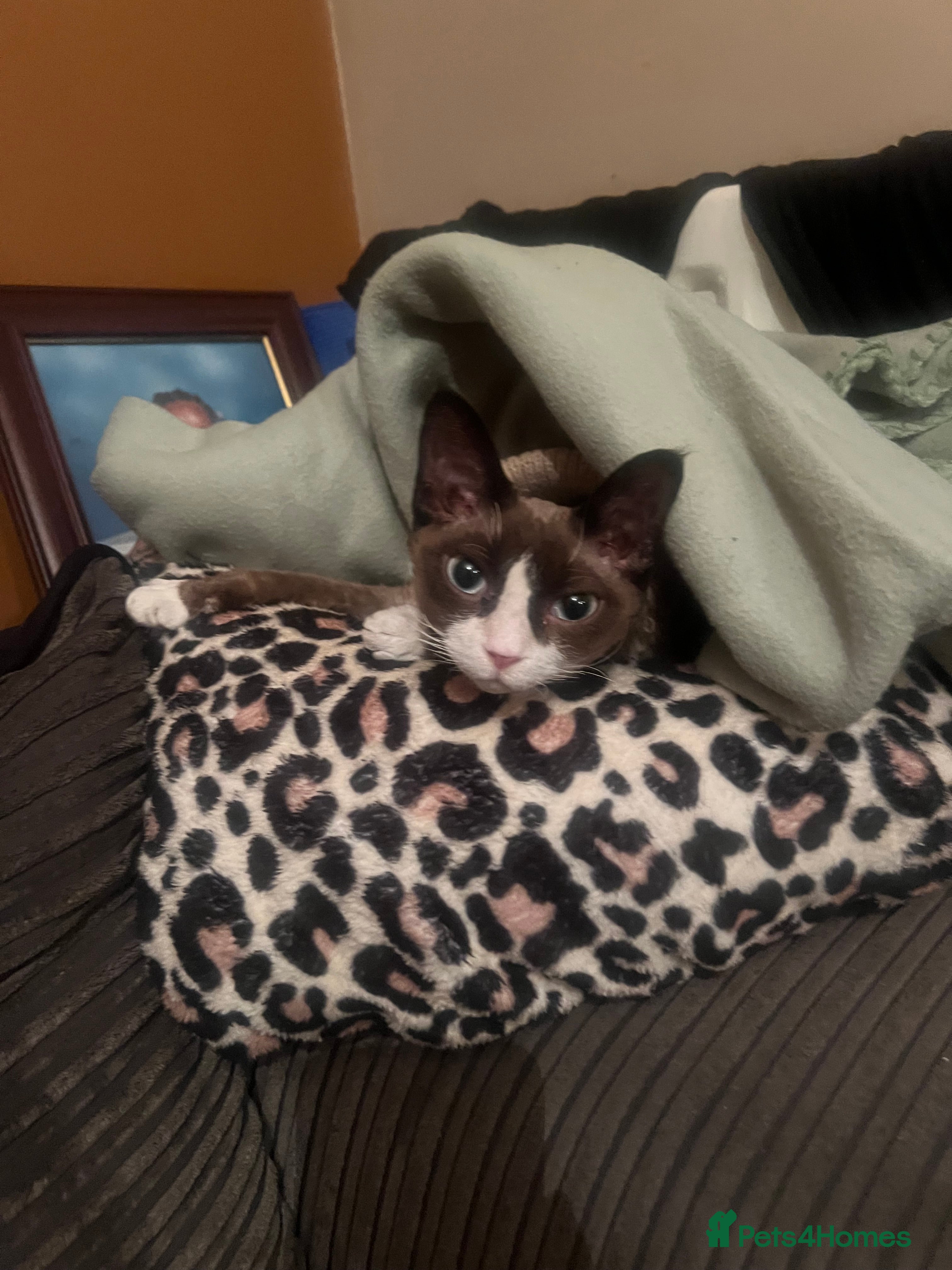 Devon Rex cats Female  - Advert 1