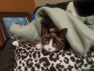 Devon Rex cats Female - Advert 1