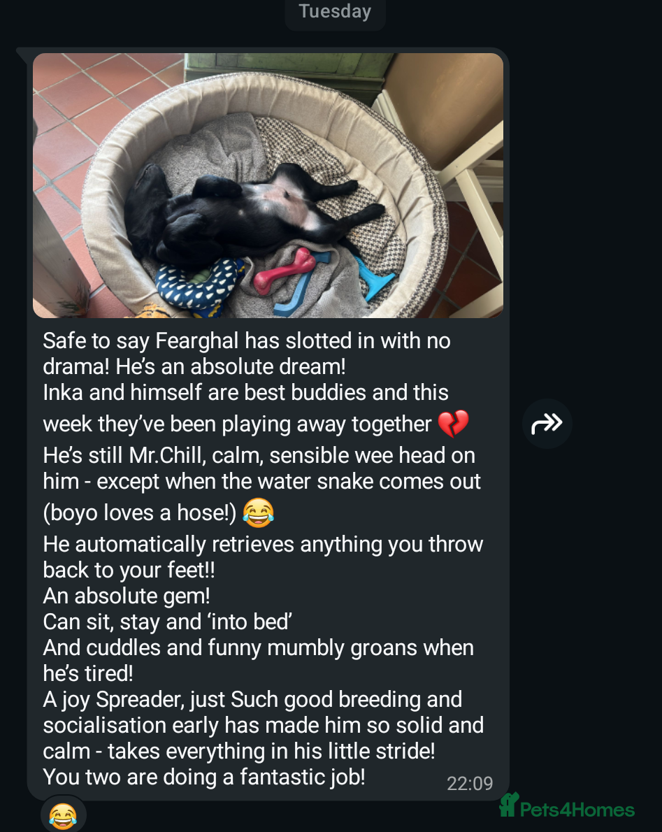 Labrador Retriever dogs for sale: RKC Fox Red Puppies - Fully Health Tested  - Advert 11