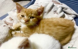 British Shorthair cats for sale: Bsh cross (50% bsh) beautiful boy - Image 4