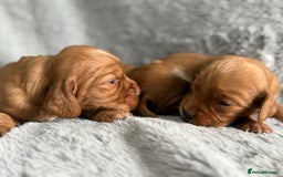 Cocker Spaniel dogs for sale: Gorgeous KC Working Cocker Spaniels- Health Tested - Image 7