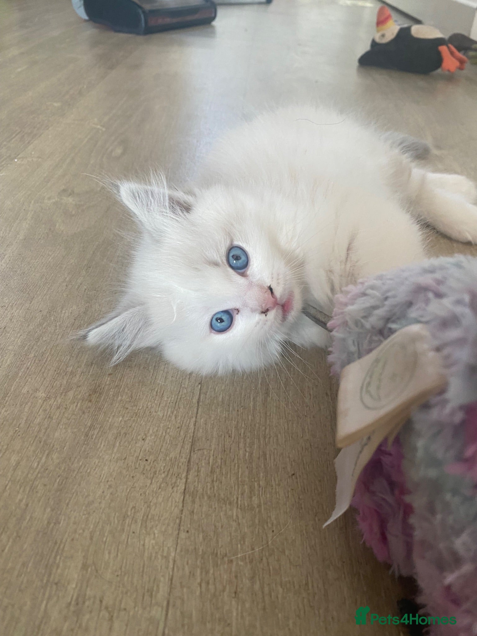 Ragdoll cats Blue lynx bi colour Ragdolls - Advert 5