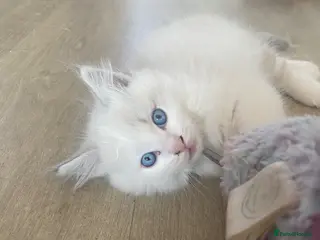 Ragdoll cats Blue lynx bi colour Ragdolls - Advert 5