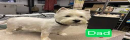 West Highland Terrier dogs for sale: 4 Gorgeous Westie puppies for sale  - Advert 4