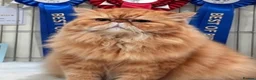 Persian cats for stud: G.C.C.F cream Stud Supreme Inter .Champion Lineage - Advert 1