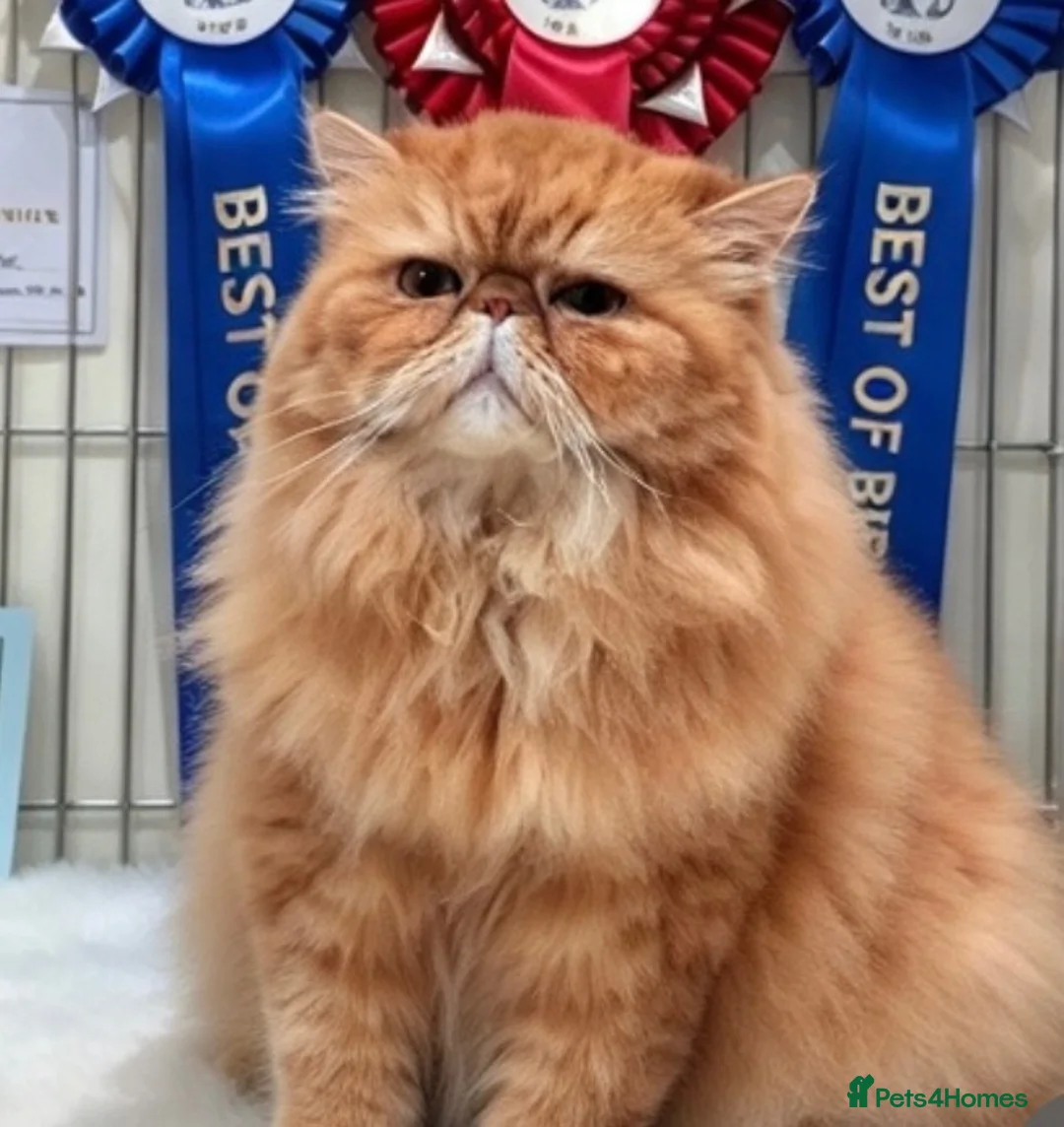 Persian cats for stud: G.C.C.F cream Stud Supreme Inter .Champion Lineage - Advert 1
