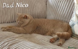 British Shorthair cats for sale: **Stunning TICA Registered Kittens** - Image 10