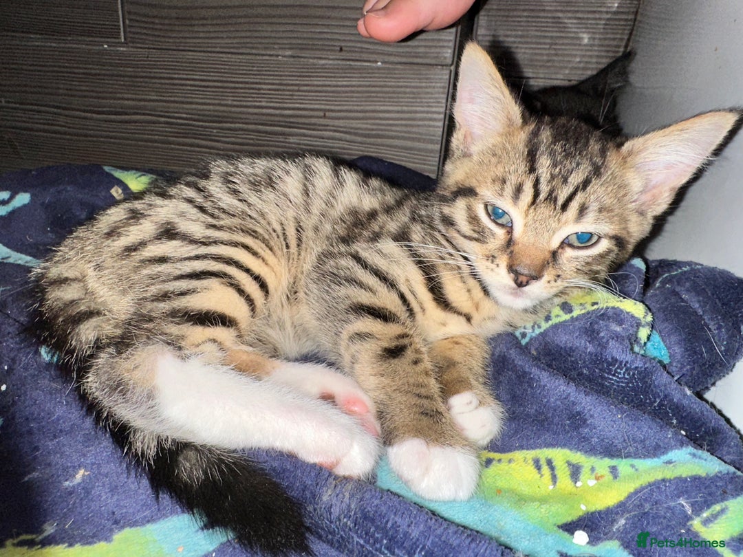 Mixed Breed cats for sale: Playful kitties in Middlewich - Image 5
