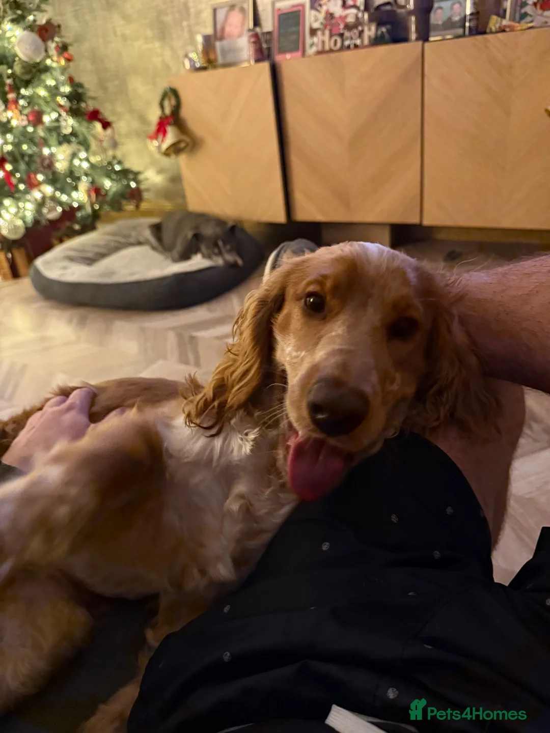 Cocker Spaniel dogs for sale: Cocker spaniel - Advert 8