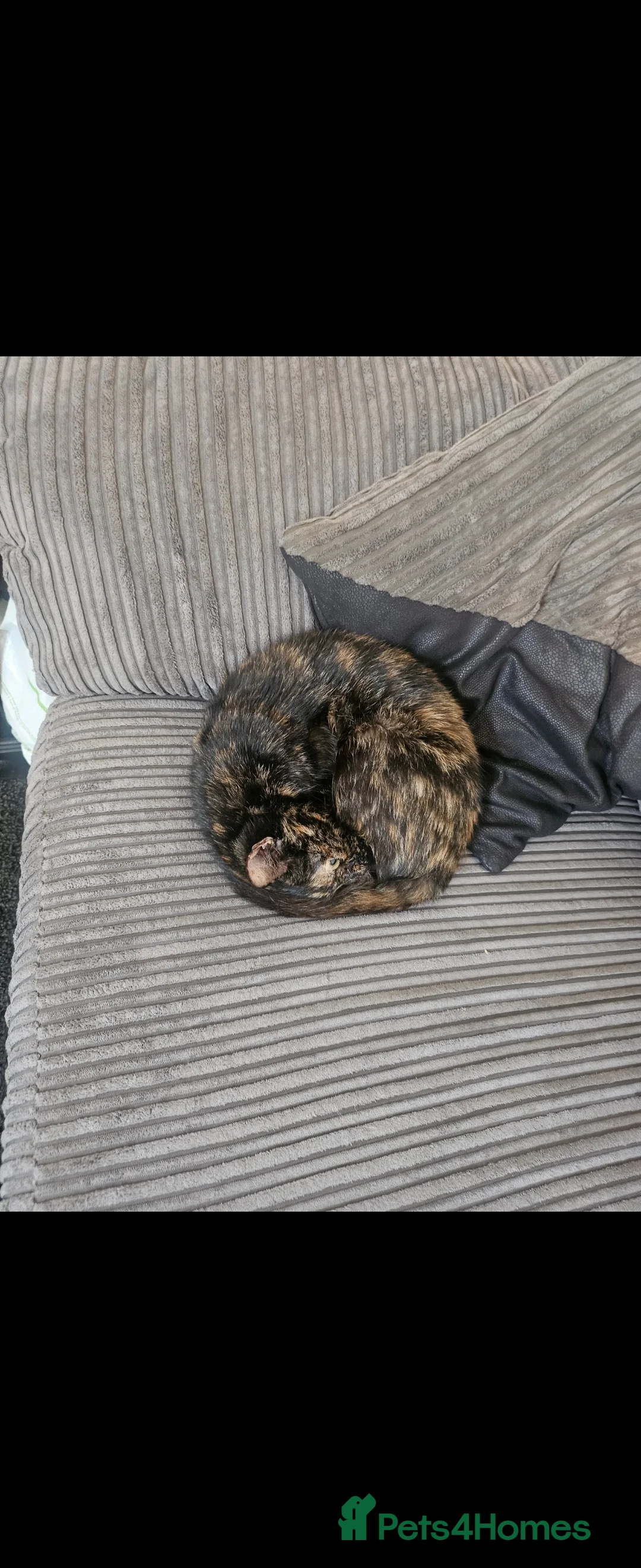 Mixed Breed cats for sale: Free to the right home. Abbie - 3 Years Old - Advert 4