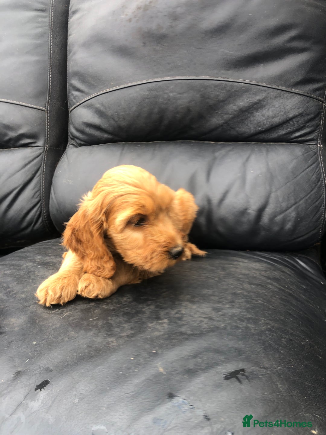 Cockapoo dogs for sale: F1 Cockapoo puppies  - Image 9