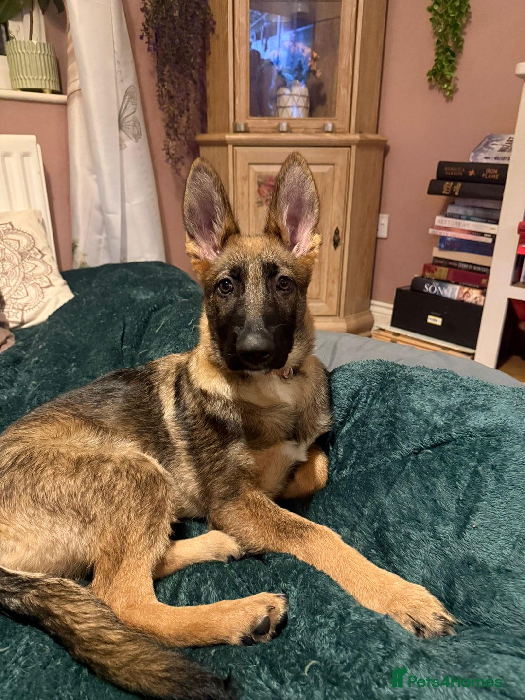 German Shepherd dogs for sale: German shepherd girl 16 week old  - Image 2