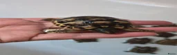 Tortoise reptiles for sale: Baby Tortoises  - Advert 7