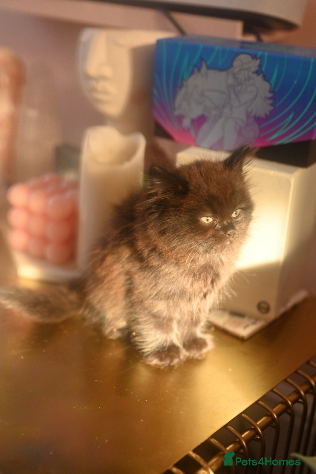 British Longhair cats for sale: 4 British Longhair x Persian Chinchilla Kittens  - Image 16
