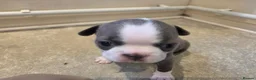 Boston Terrier dogs for sale: Health-Tested KC Registered Boston Terrier Puppies in Salford - Advert 30