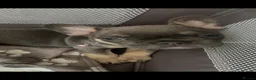 French Bulldog dogs for sale: FRENCH BULLDOGS  - Advert 5