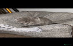 British Shorthair cats for sale: Beautiful Blue British Shorthair Kittens - Image 4
