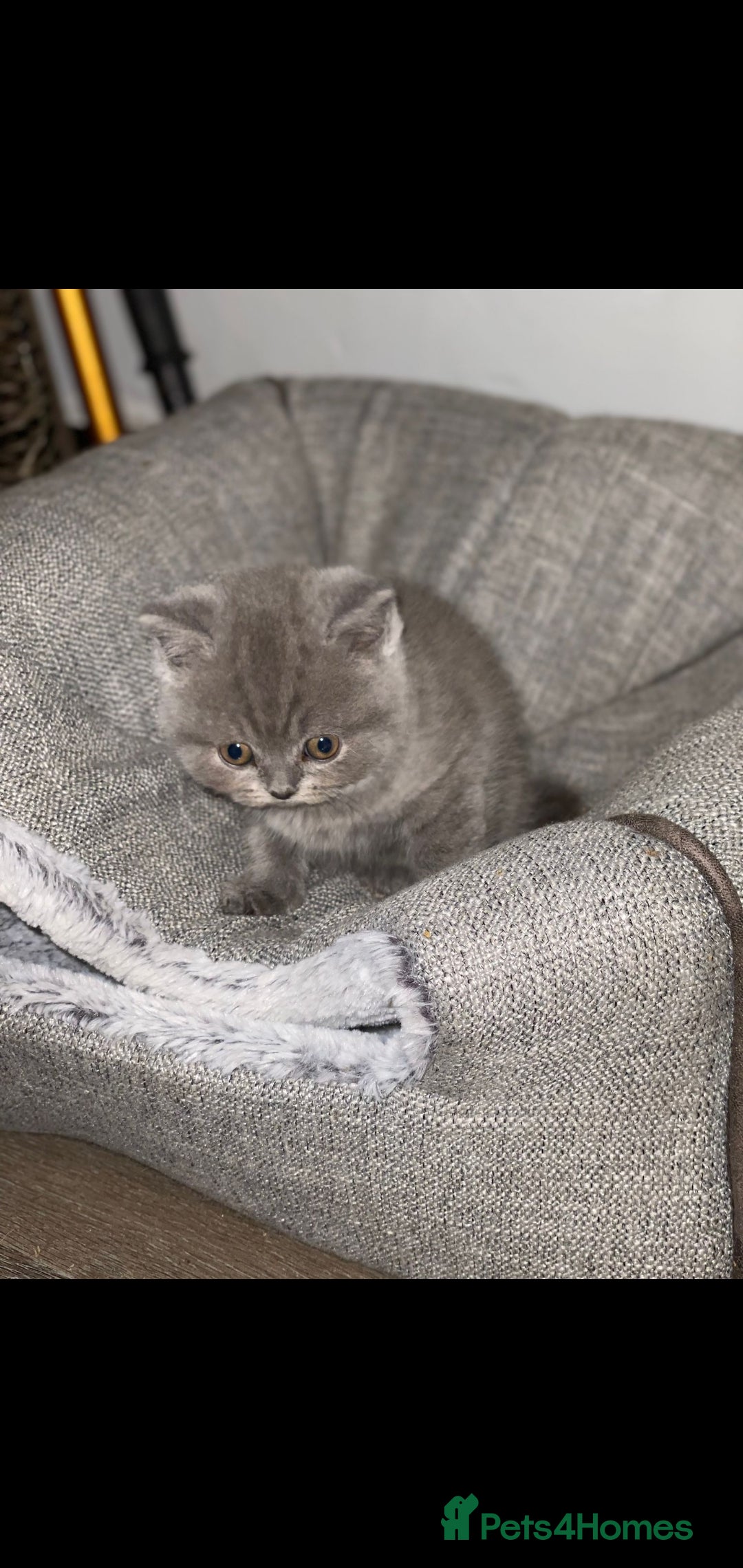 British Shorthair cats for sale: Beautiful Blue British Shorthair Kittens - Image 4