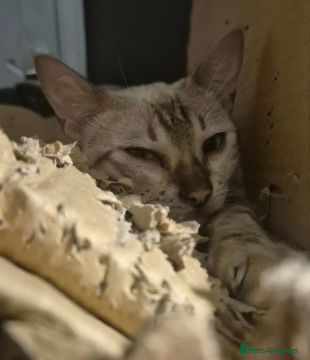 Bengal cats for sale: Stunning Snow Bengal Girl - Advert 6