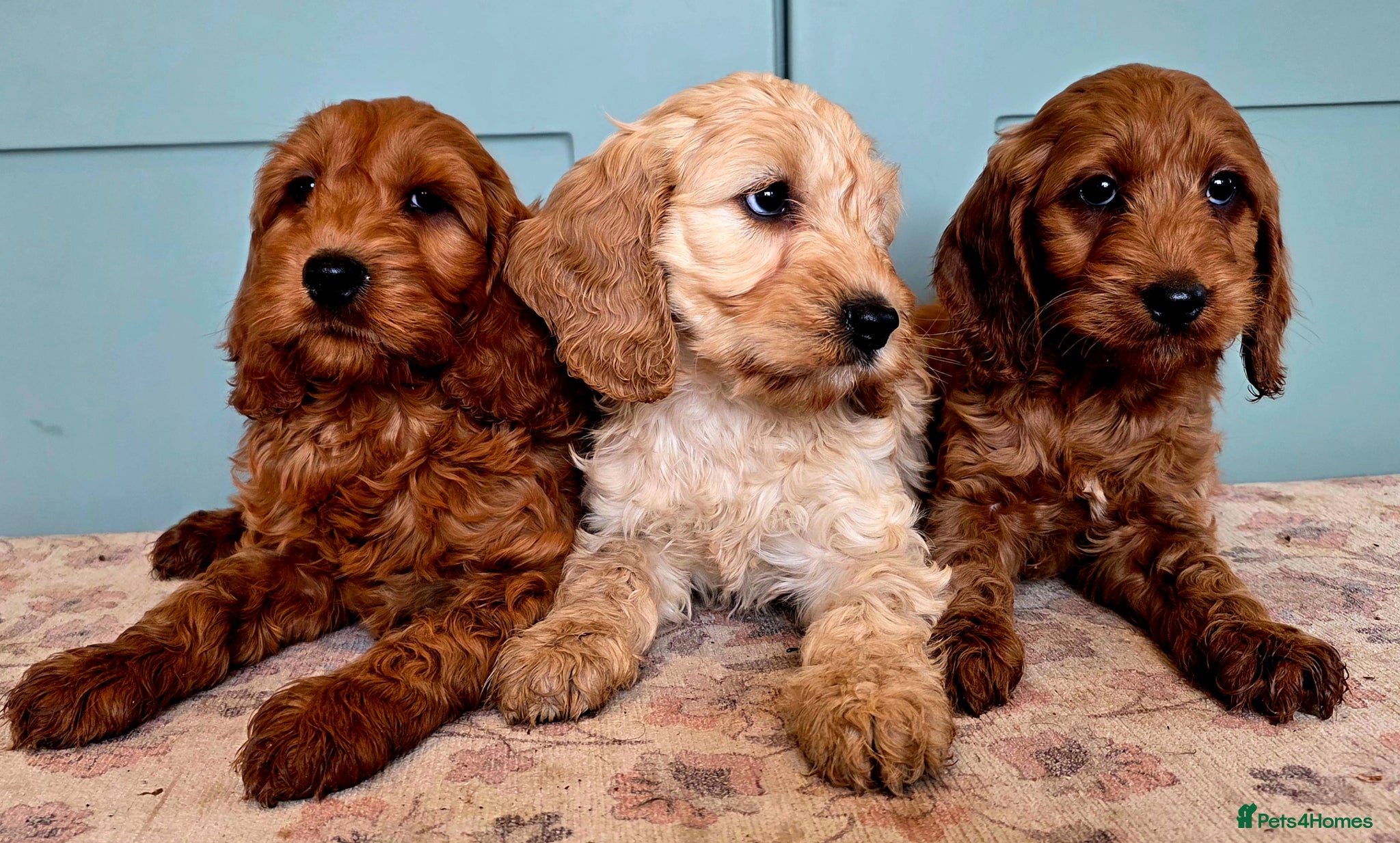 Cockapoo dogs for sale: COCKAPOO  in Blackburn - Advert 3
