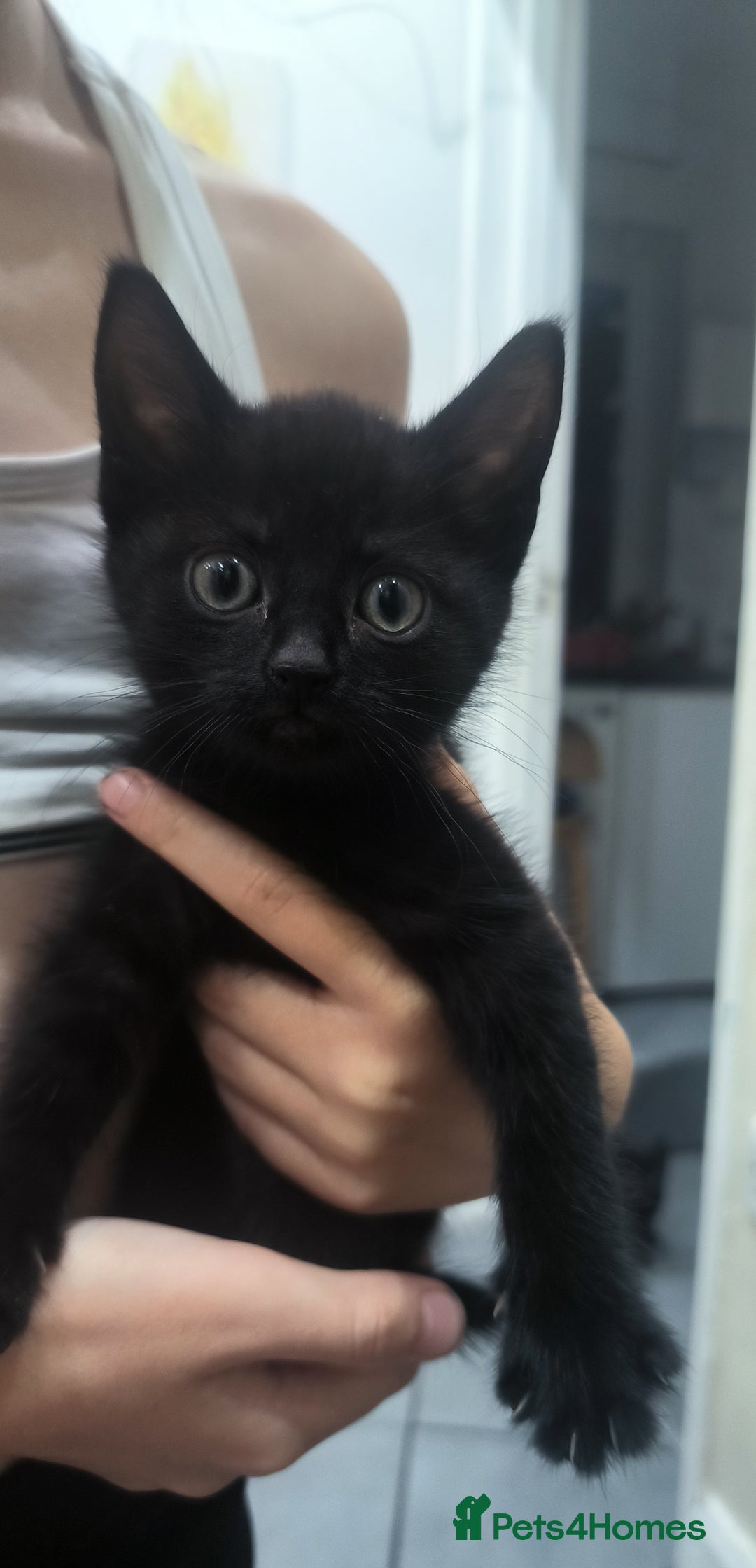 Mixed Breed cats for sale: 3 lovely kittens looking for home.  - Image 1