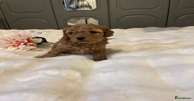 Cavapoo dogs ✨ Red Cavapoo Puppies ✨** - Advert 2