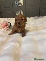 Cavapoo dogs ✨ Red Cavapoo Puppies ✨** - Advert 3