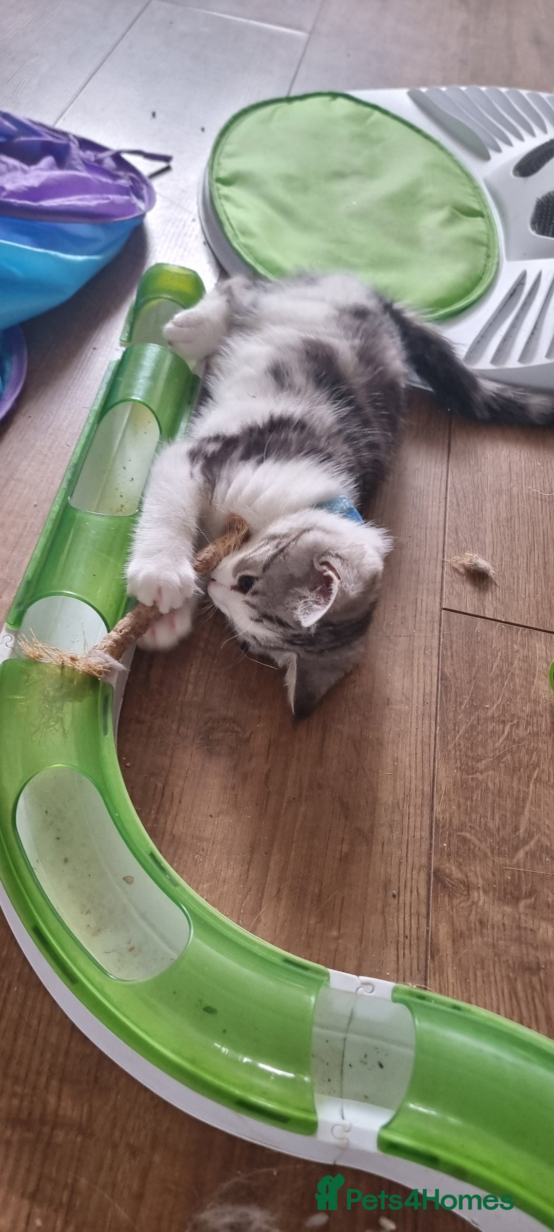 Mixed Breed cats for sale: A loveable Persian kitten - Advert 25