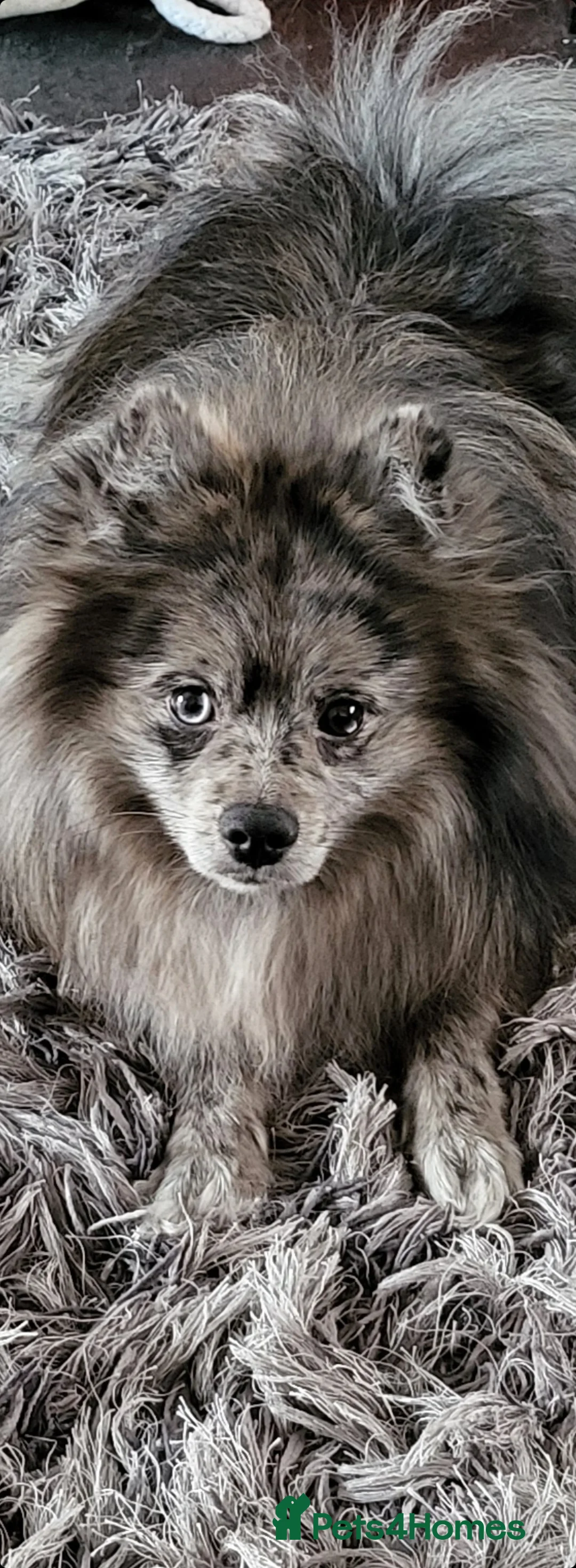 Pomeranian dogs for stud: Blue Merle pomeranian for stud in Houghton le Spring - Advert 1