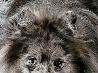 Pomeranian dogs Blue Merle pomeranian for stud in Houghton le Spring - Advert 1