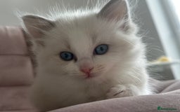 Ragdoll cats for sale: Gorgeous Balls Of Fluff 🥰😻🤗 - Image 22