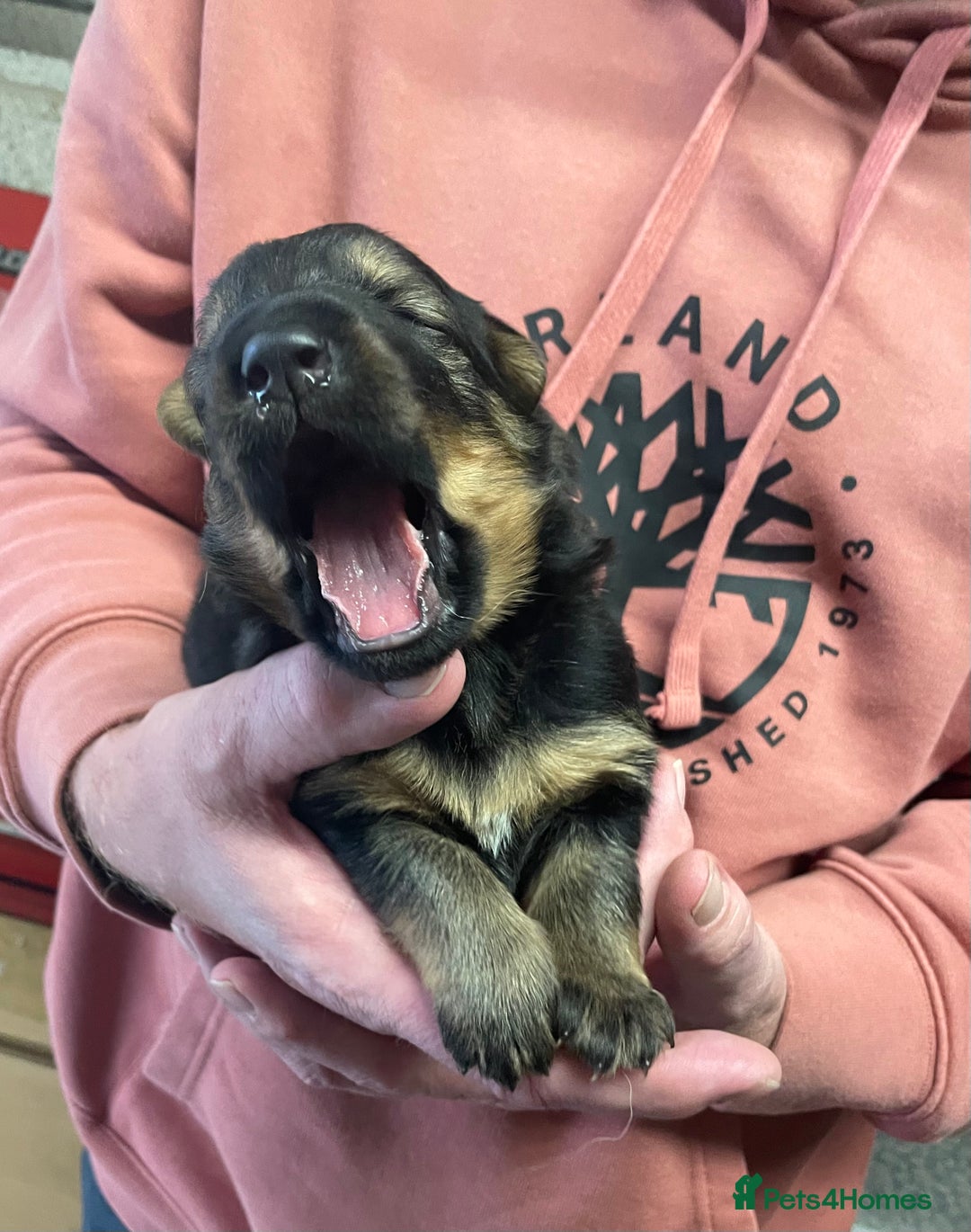 German Shepherd dogs for sale: German shepherd puppies for sale  - Image 8