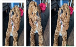 Cockapoo dogs for stud: F1 cocapoo for stud well Proven DNA clear in Bromley - Image 36