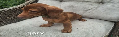 Dachshund gary