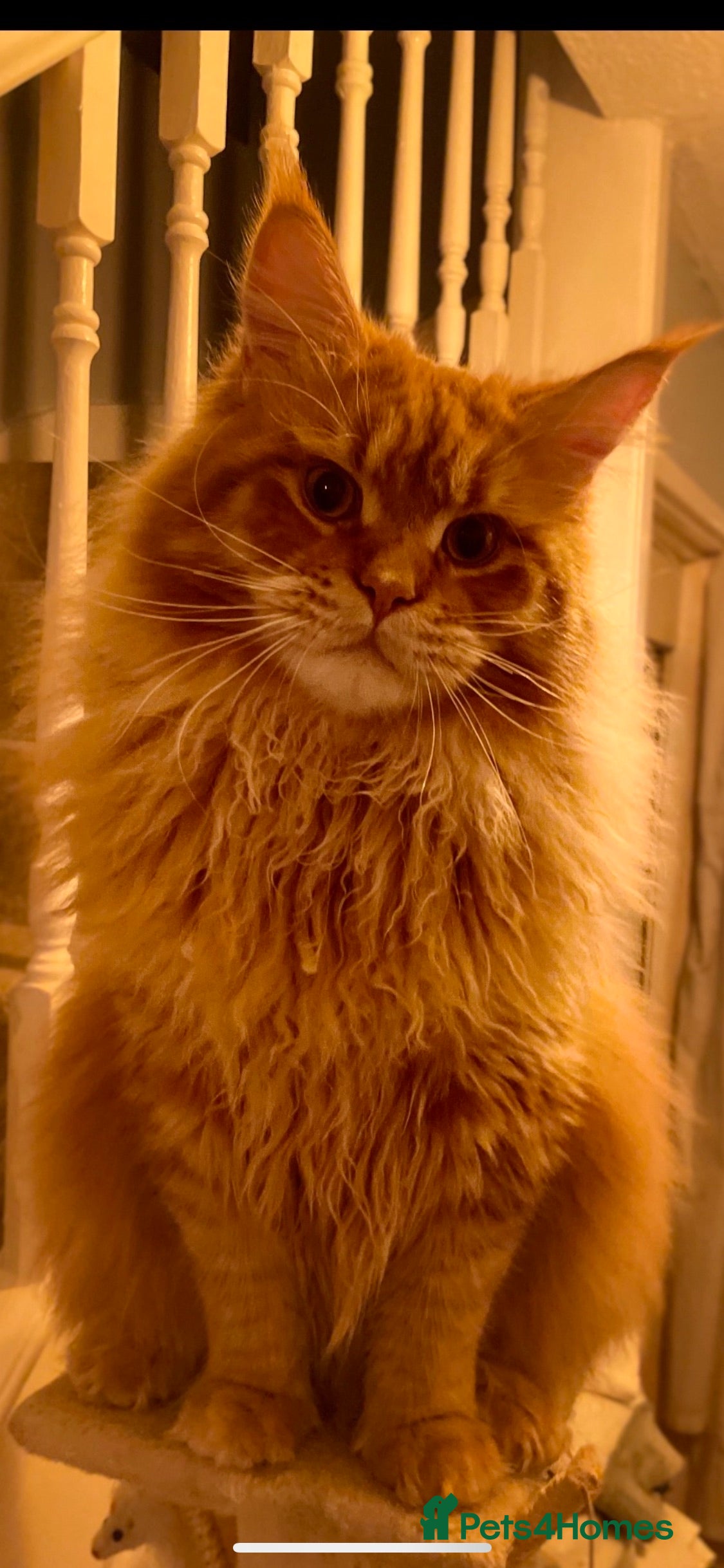 Maine Coon cats Maine coon available stud duties only xxl in Rochdale - Advert 8