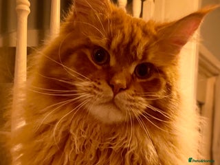 Maine Coon cats in Rochdale - Advert 17