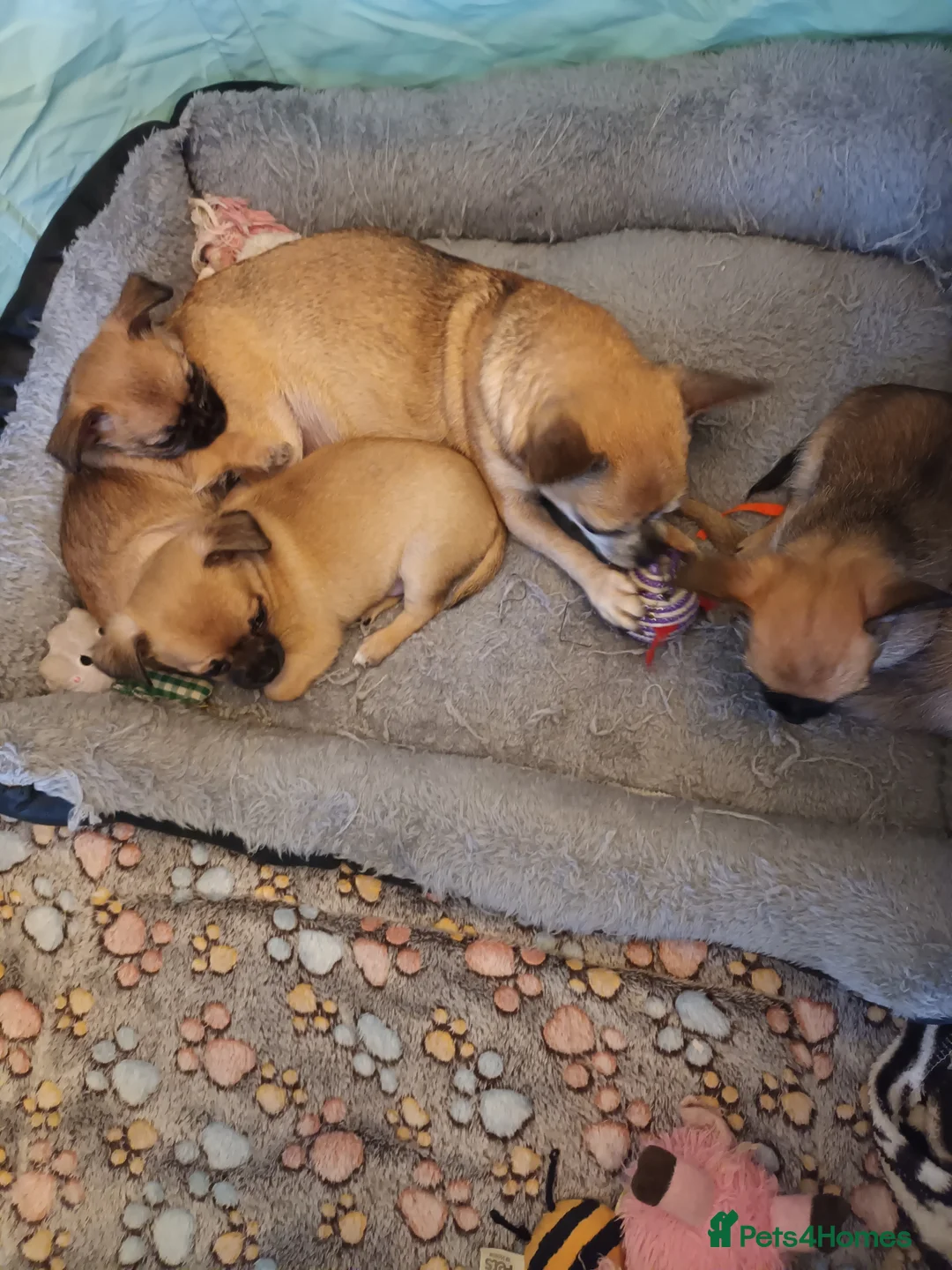 Pomchi dogs for sale: Adorable Pomchi pups in Liverpool - Advert 16