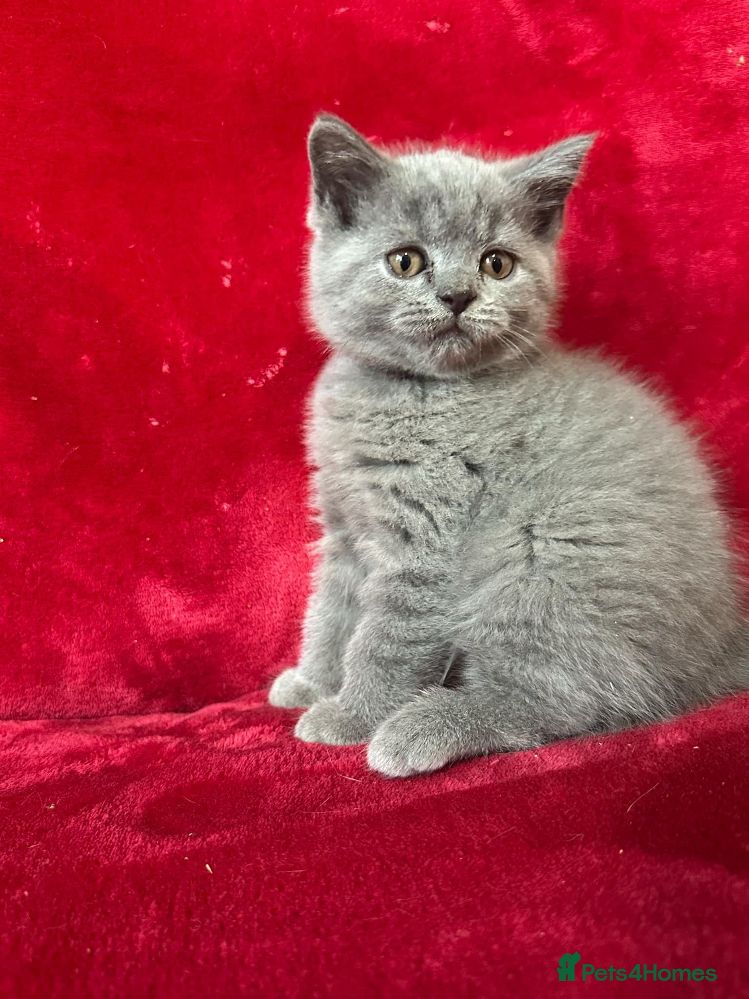 British Shorthair cats Stunning bsh kittens top pedigree gccf  - Advert 1