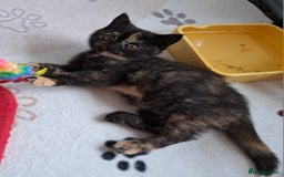 British Shorthair cats for sale: 2 Gorgeous BSH kittens - Image 3