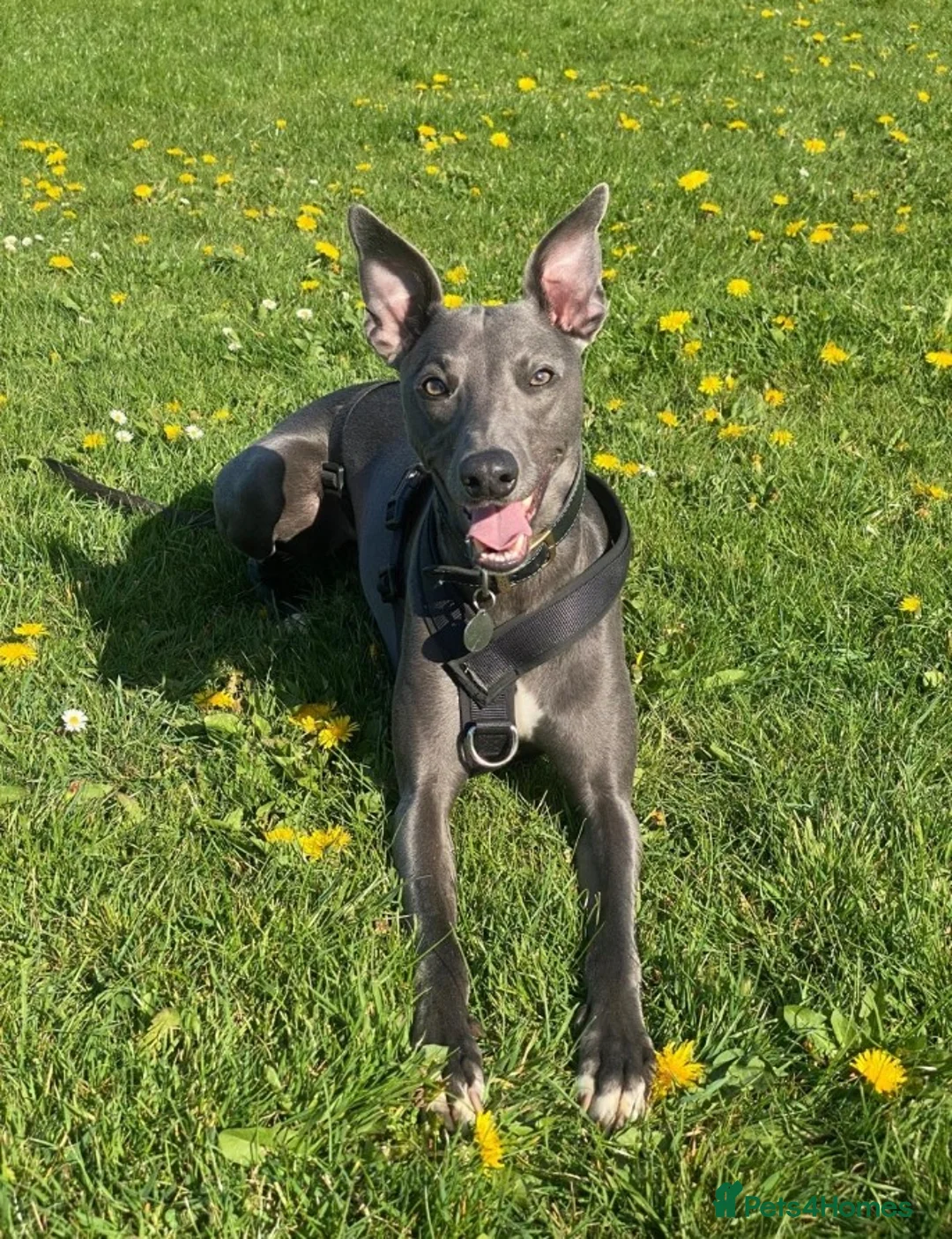 Whippet dogs for stud: KC Registered Blue Whippet for Stud - Advert 5