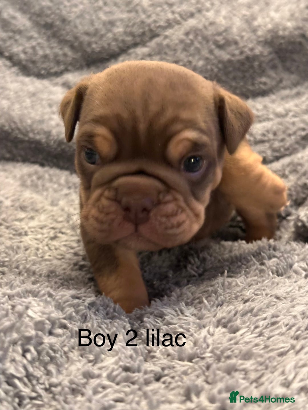 English Bulldog dogs for sale: QUALITY 5* ENGLISH BULLDOG PUPPIES - Advert 26