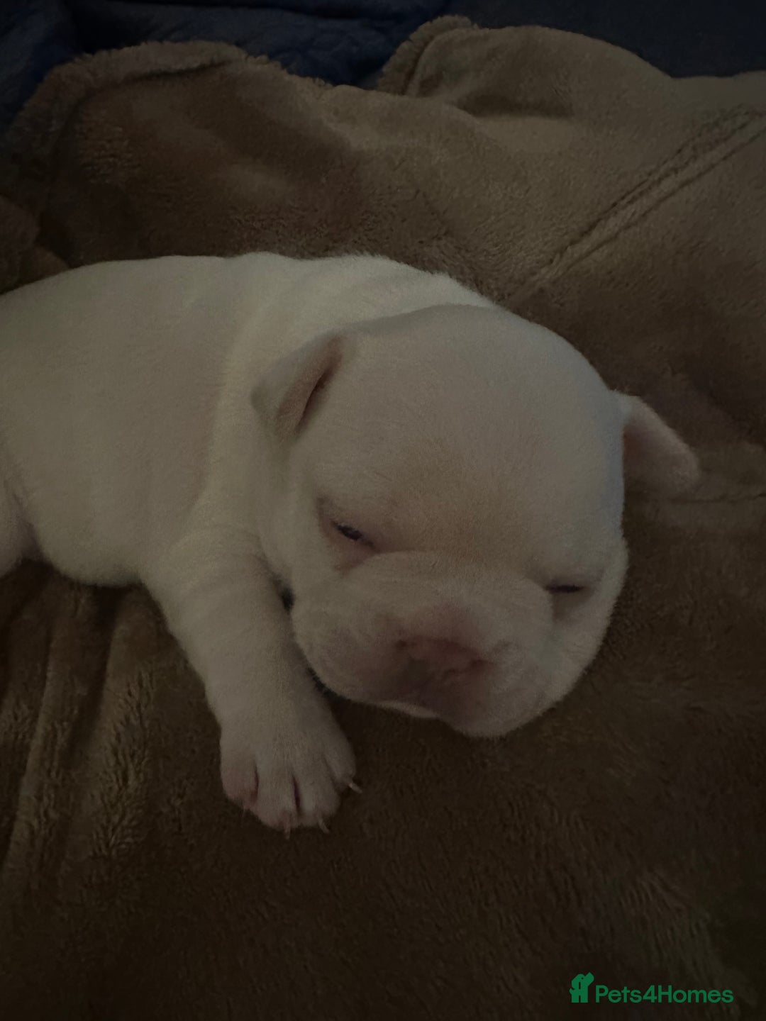 French Bulldog dogs for sale: French Bulldog Puppies  - Advert 13