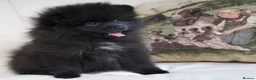 Pomeranian dogs for sale: Pom puppies with Kc reg , pedigree for sale - Advert 5