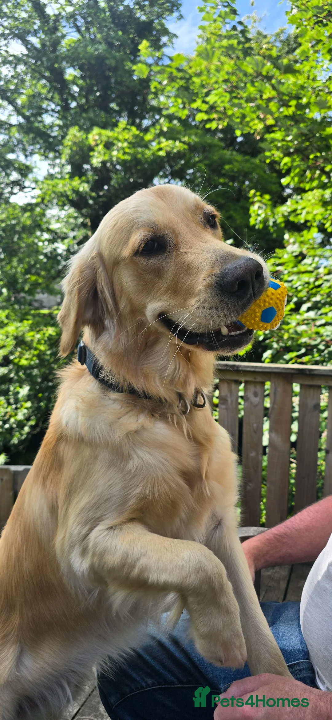 Golden Retriever dogs for stud: Golden Retriever Stud-Meet Hamish - Advert 10