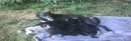 Border Collie dogs for sale: Traditional Border Collie Puppies in Shrewsbury - Advert 11