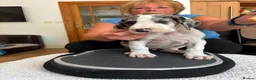 Great Dane dogs for sale: Merle puppy bitch in Ruthin - Advert 3
