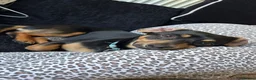 Chiweenie dogs for sale: Handsome boy Benji  - Advert 1