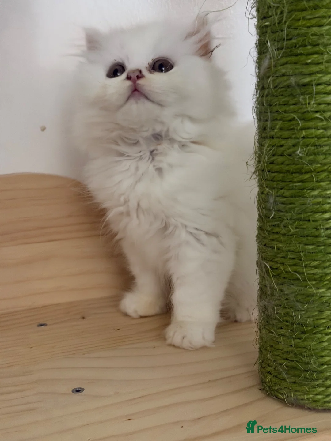British Longhair cats for sale: Beautiful British Longhair Kittens – Boy & Girl - Advert 2